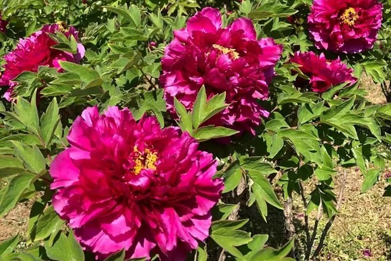 怀柔新闻最近消息,怀柔今年的新闻