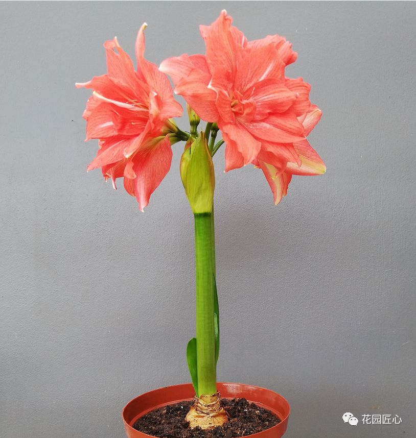 朱顶红为什么老是烂球,怎么才能让朱顶红不生小球