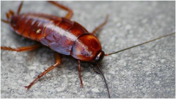 家里一旦有蟑螂怎么能给它根除,家里发现蟑螂怎么消灭掉