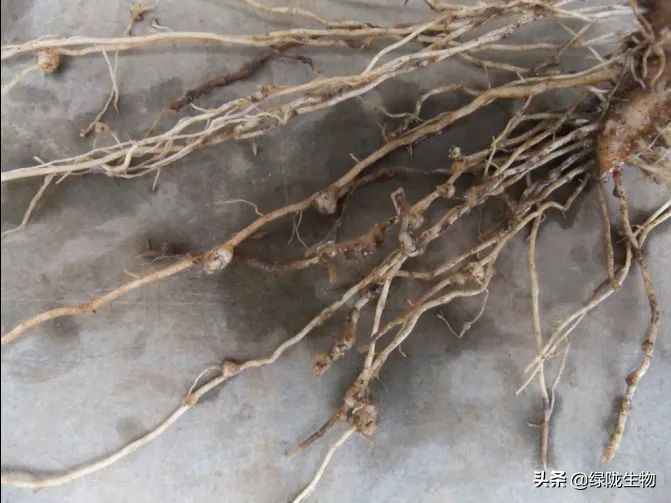 以前给作物用生鸡粪效果很好，现在却频繁烧苗病虫害，为什么？