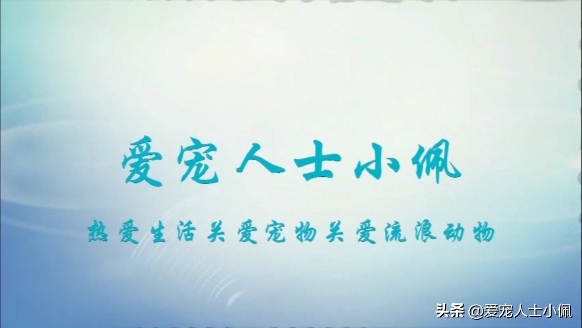 给比熊洗澡需要的东西,比熊犬能用硫磺皂洗澡吗