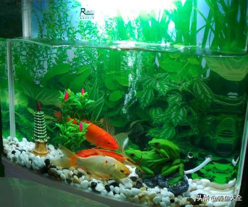 鱼缸出现藻类怎样处理,鱼缸出现青苔如何处理