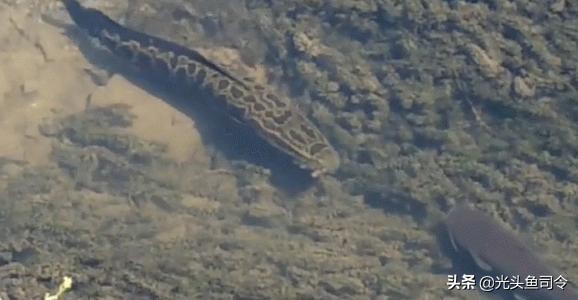 中国肉食性鱼类有哪些,十大掠食性鱼类排名