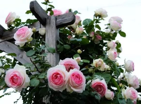 封闭阳台爬藤月季如何牵引,爬藤月季怎么牵引花墙才能开爆花