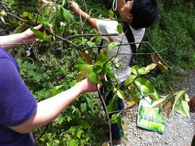 黑老虎布福娜有籽吗,黑老虎布福娜15年苗