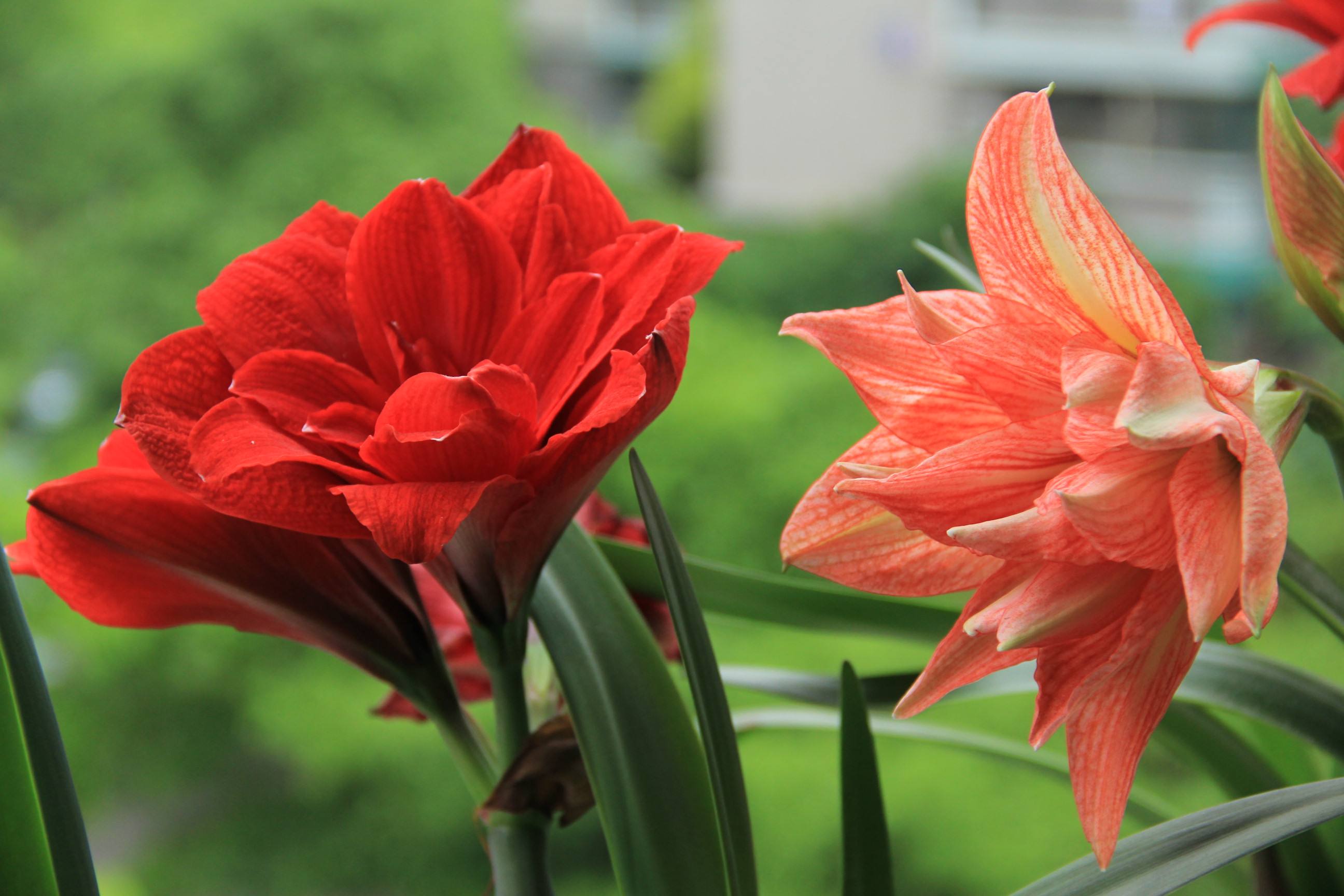 别人过年都养花，他偏爱“洋葱头”，笑话他的人，最后直喊羡慕！