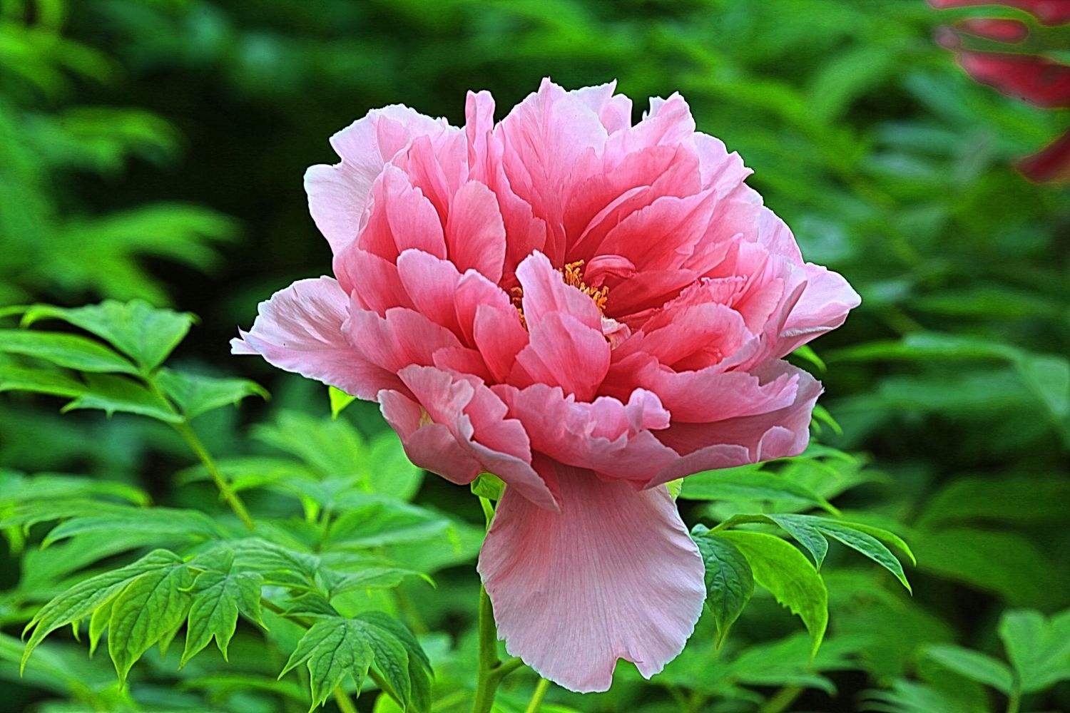 鬼谷子思想精华讲解,鬼谷子思想精华解析