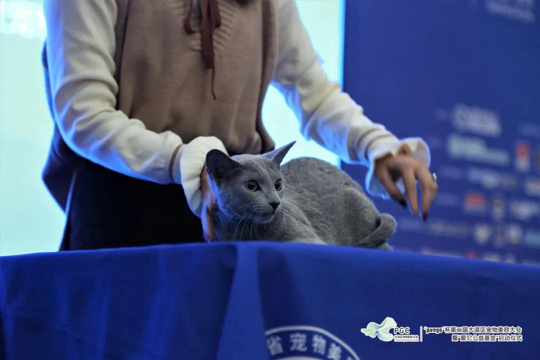 pungo瀹犵墿缇庡,瀹犵墿澶ц禌瀹岀編钀藉箷