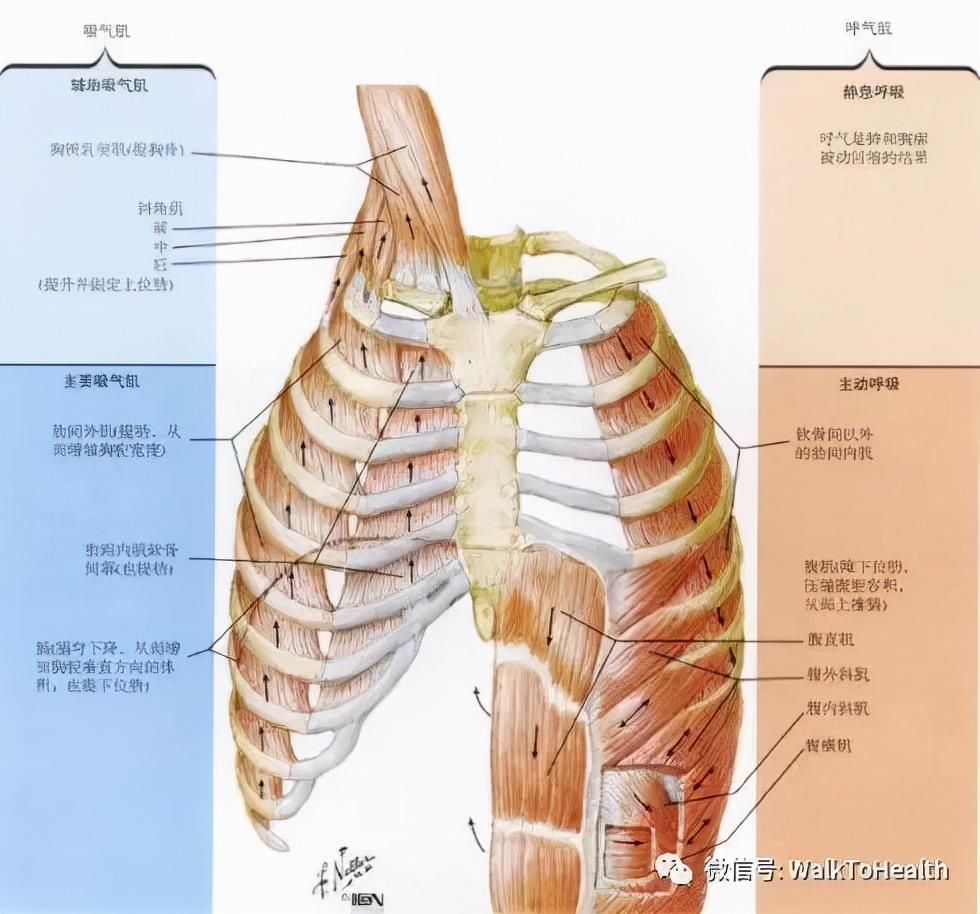 别让口呼吸毁掉你的颜值,脸毁了怎么补救