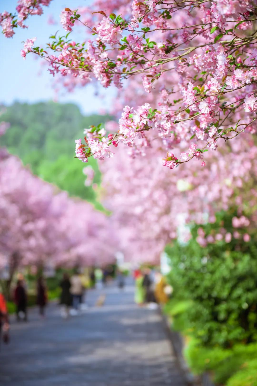 这是一个充满生机的公园怎么说,这是一个充满生机的国度朗诵