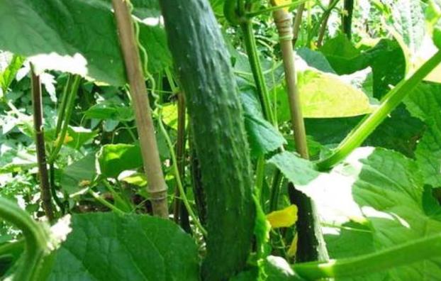 黄瓜长得很高不开花了怎么办呢,黄瓜怎么才能长得又好又快