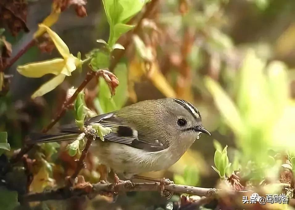 各国国鸟国宝有哪些,各国国鸟大小排名