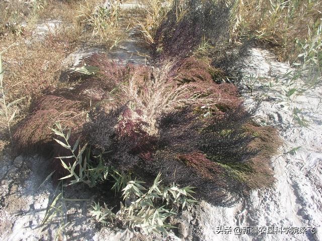 灌溉水含盐量高怎么办,灌溉水水质碱性高如何调节