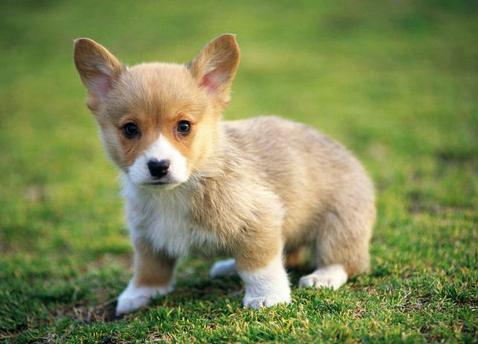 养狗的人最忌讳一句话,养狗的十条忠告