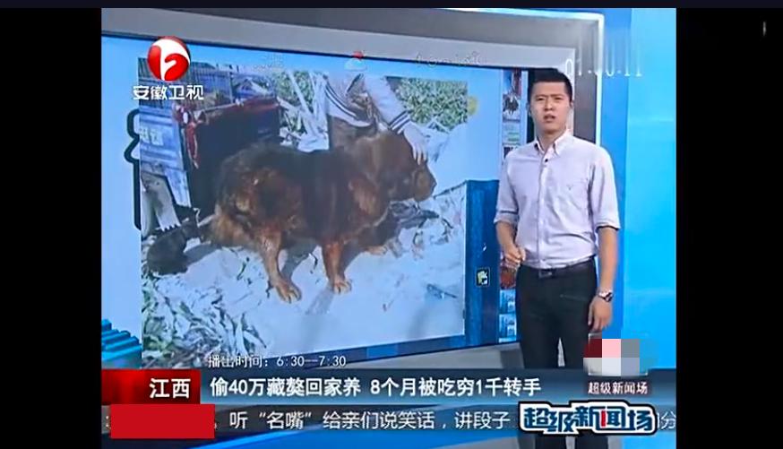 藏獒从东方神犬到无人问津,藏獒泡沫破灭