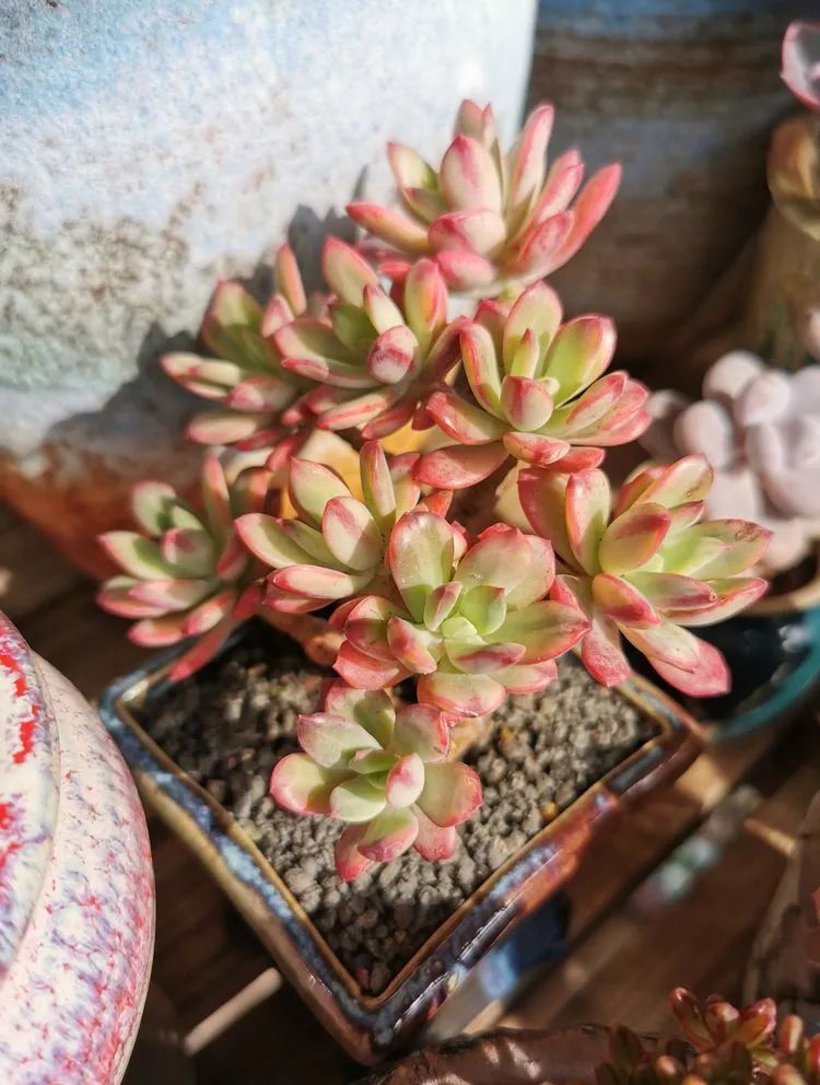 养多肉的人生感悟,人生如同养花