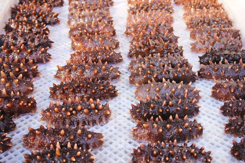 315海参曝光后海参还能吃吗,315曝光海参的功效与作用