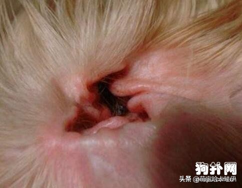 比熊犬有泪痕了怎么办,比熊犬出现泪痕该怎么办