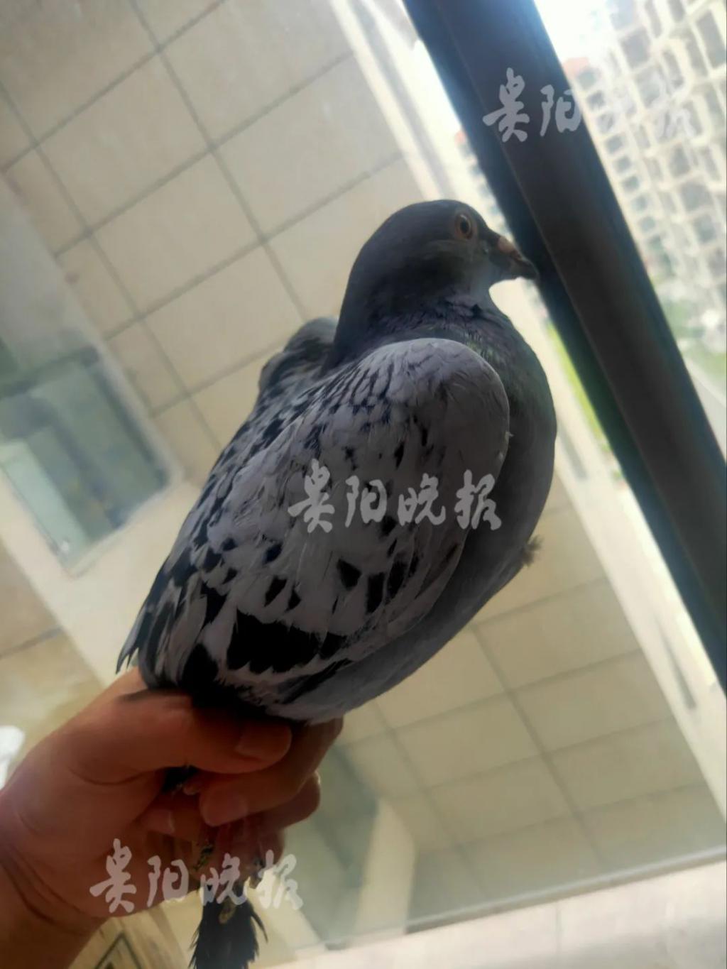 男子无意间捡到一只鸽子,男子捡到了一只鸽子