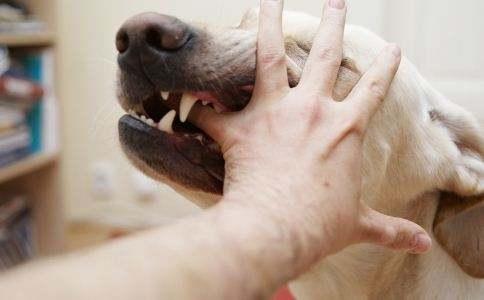猫狗咬伤如何正确处理,被猫狗抓伤或咬伤的急救