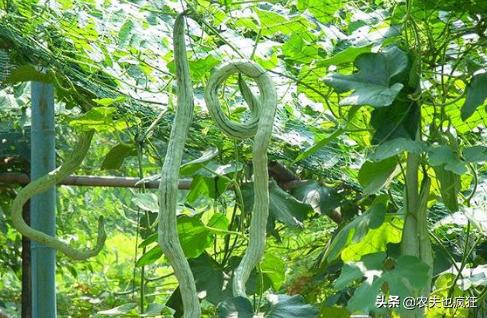 原产自印度,果实长达3米,种1株够全家人吃,如今被嫌弃没人种