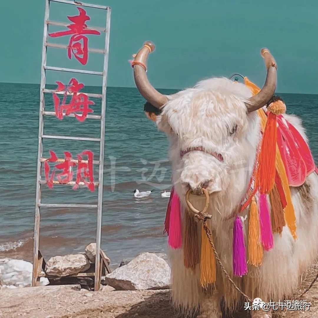 青海湖旅游景点线路推荐图手绘,青海湖景点游玩攻略图