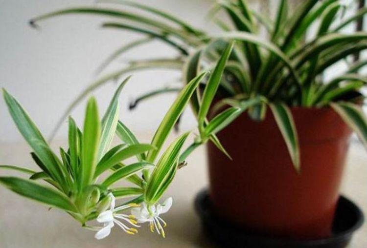 什么植物养不死可以净化空气,家里养这2种花净化空气带来好运