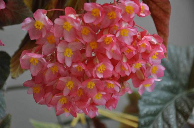 春天几月份适合移盆扦插,夏天可以扦插换盆吗