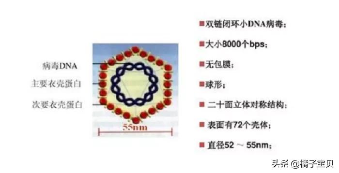 女性阴道微环境与宫颈HPV感染