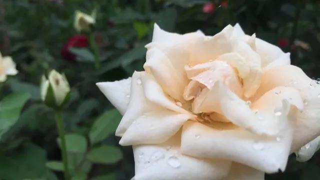 水晶之恋季方语,诗歌水晶之恋