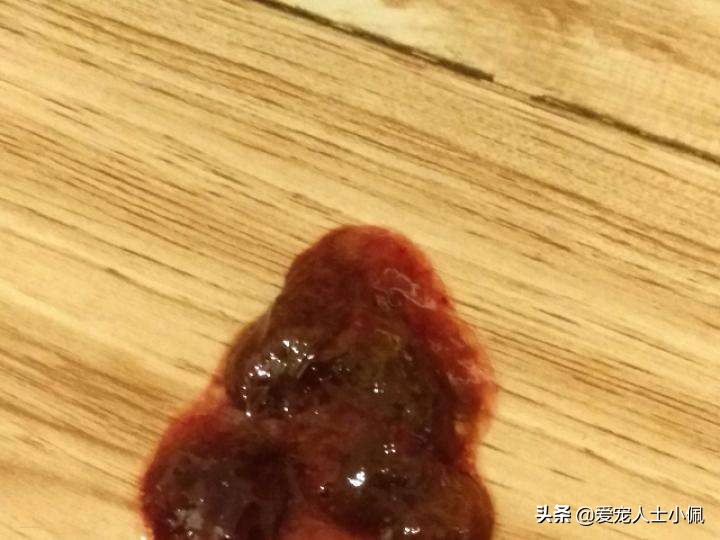 泰迪糖尿病拉稀黑便，狗大夫说快死了，我该怎么办？是细小病吗？