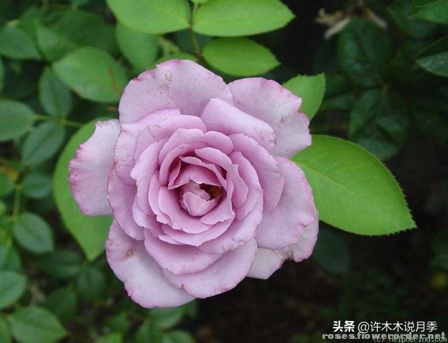 30种黄色月季,10种超美的蓝色月季