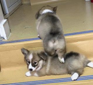 小短腿柯基有点可爱,柯基小短腿好可爱