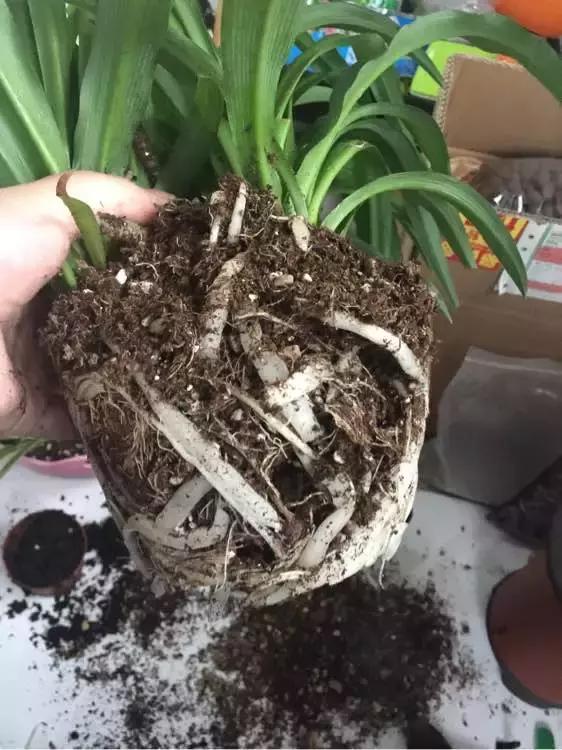 吊兰绿萝怎么换土,绿萝和吊兰用什么土壤