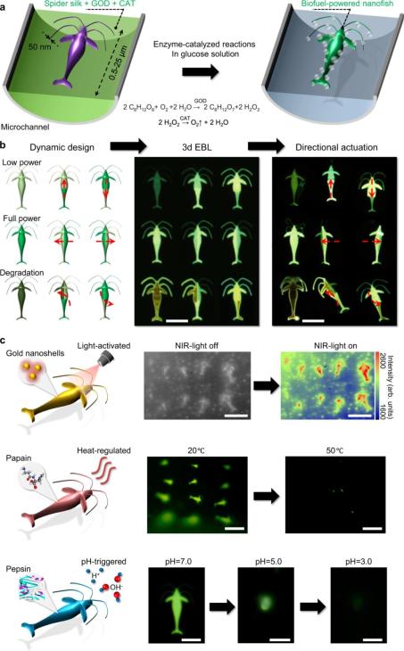 制造蜘蛛丝中国科学家,科学家用蜘蛛网做纳米机器人