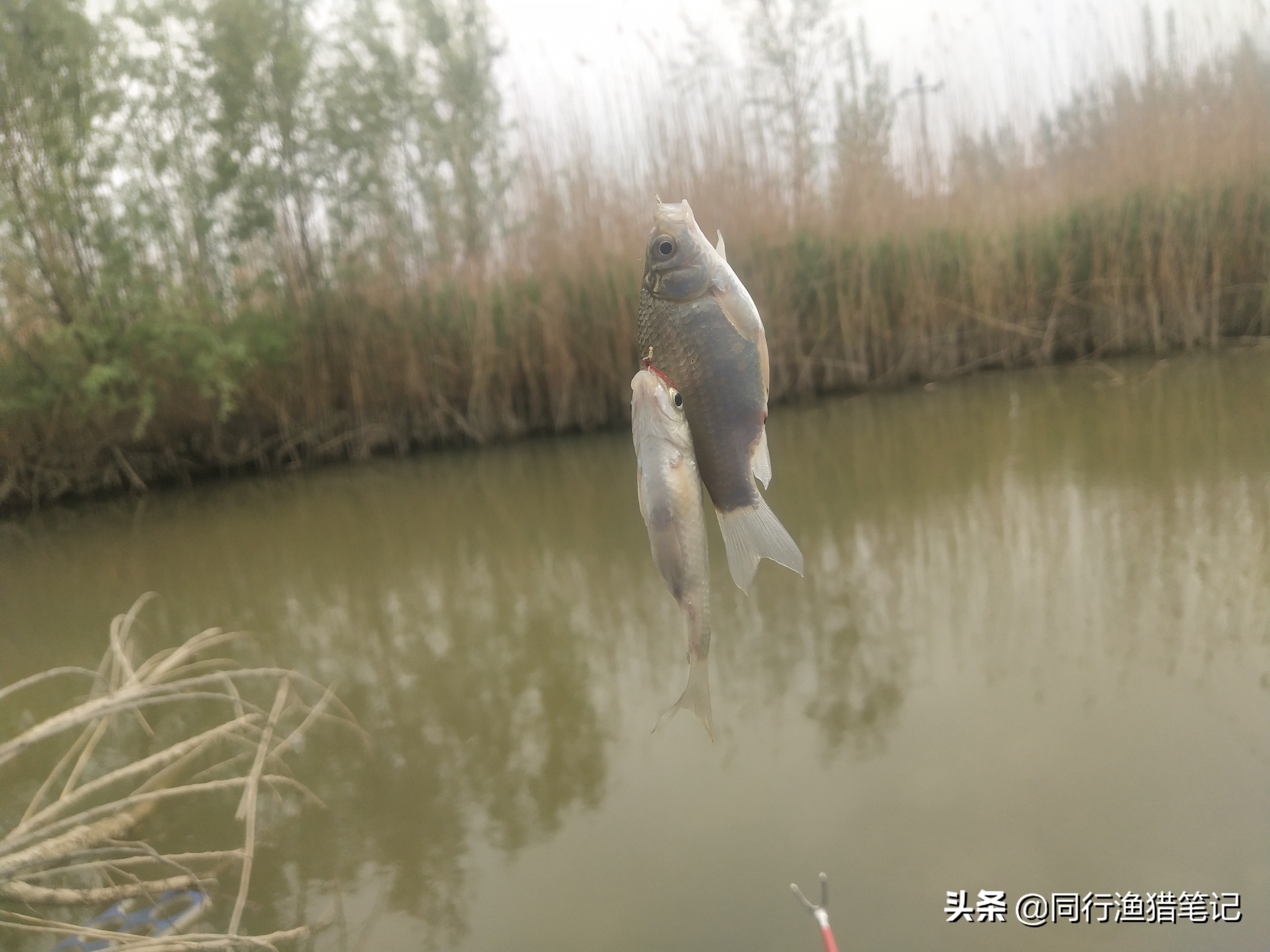 肥水塘如何钓浮,溶氧量低鱼会怎么样