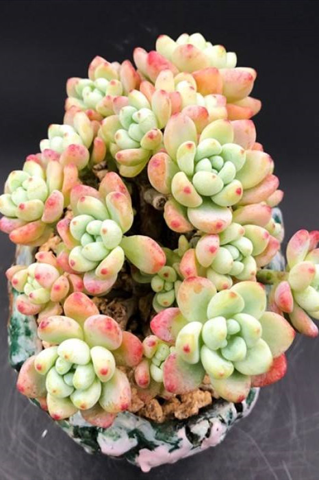 想要养好花几招教会你,劳尔怎么养出果冻色