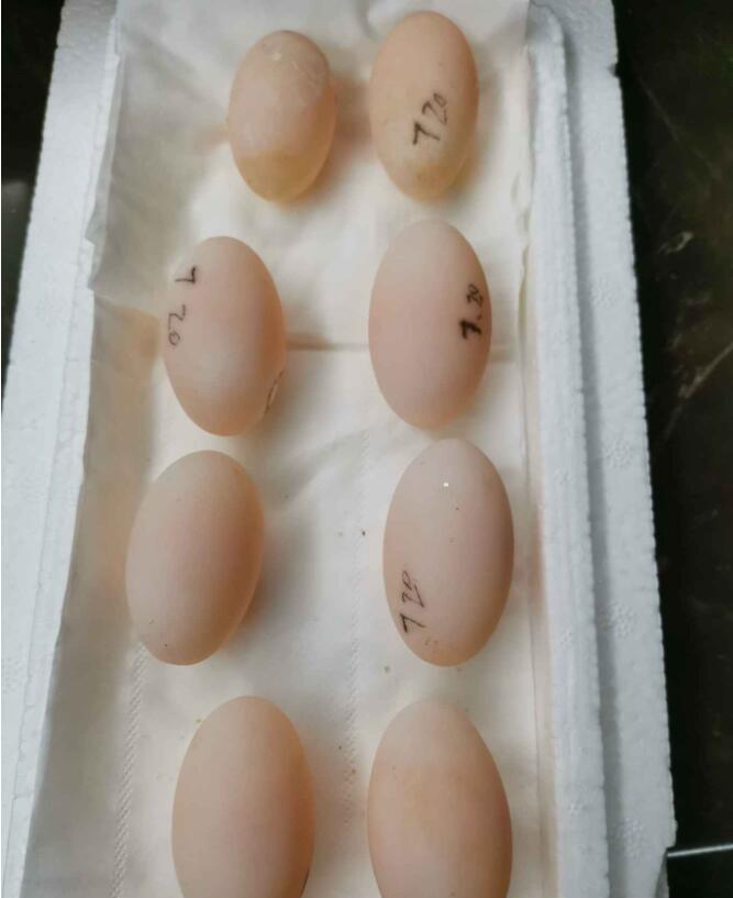 龟粮发霉了还能吃吗,龟蛋有霉点怎么办