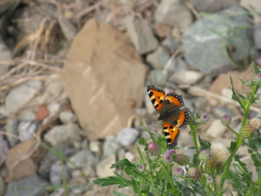*疆新**的蝴蝶，惊世骇俗