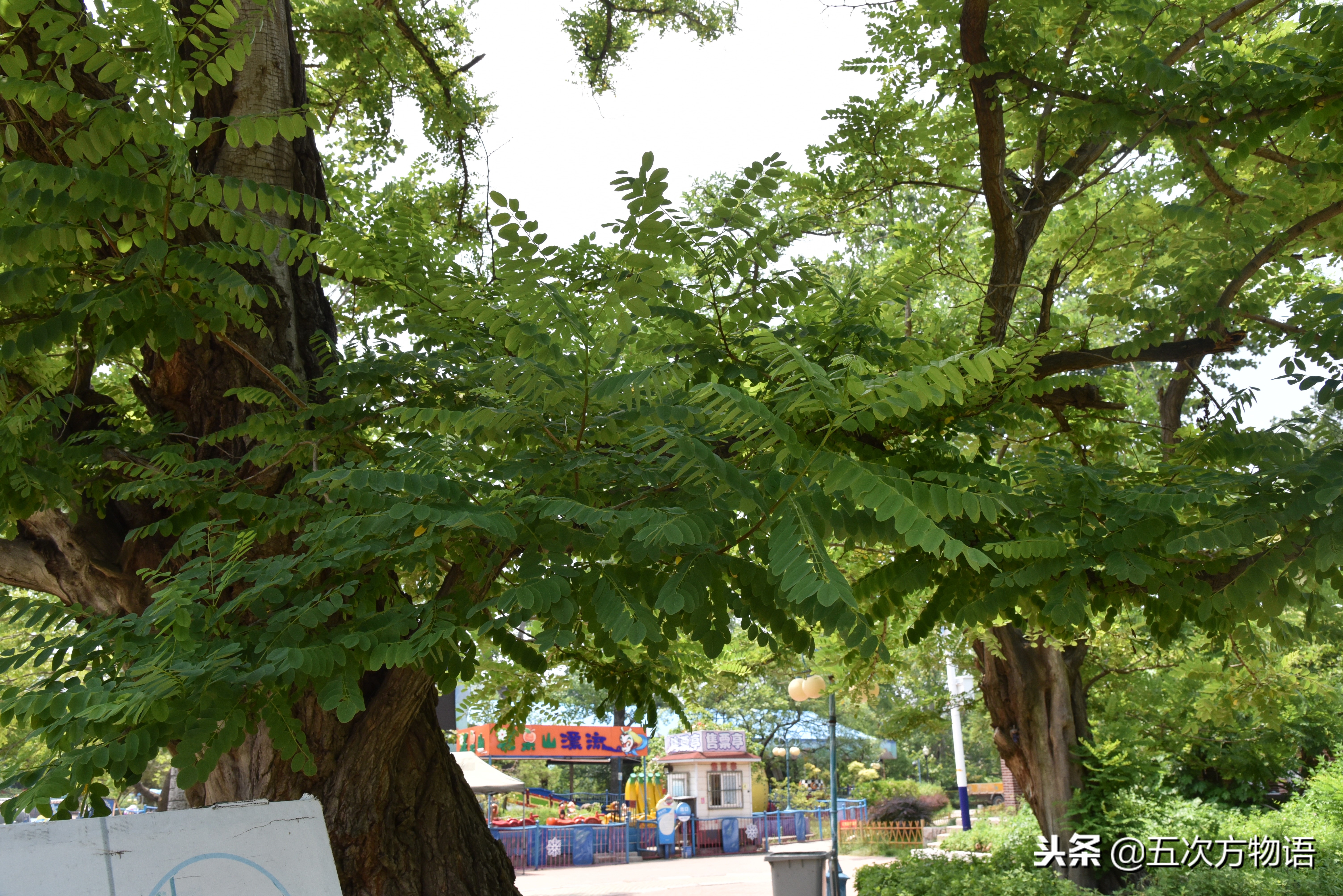 家槐叶和槐叶区别,国槐家槐是同一种树吗