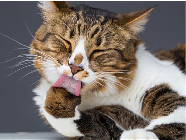 猫咪最近怎么一直舔毛,猫咪为什么开始突然频繁舔毛