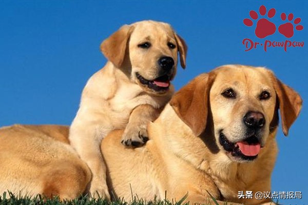 泰迪狗狗生产全过程注意事项,泰迪狗生产完怎么喂养