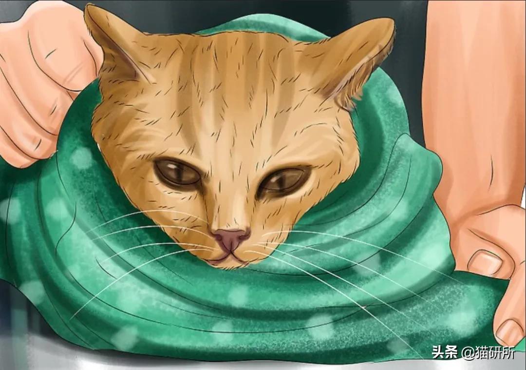 猫咪摔骨折了治疗需要多少钱,猫咪骨折吃什么东西恢复得快