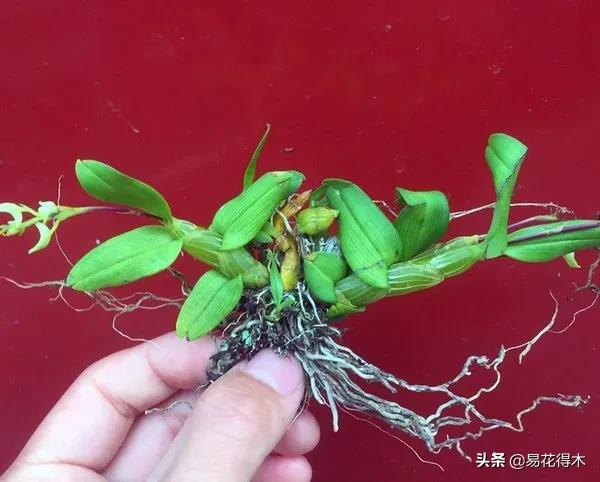 石斛分类小知识,石斛多少种哪一种比较好