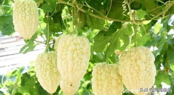 农业蔬菜种植亩产最高,是蔬菜也是主食的蔬菜