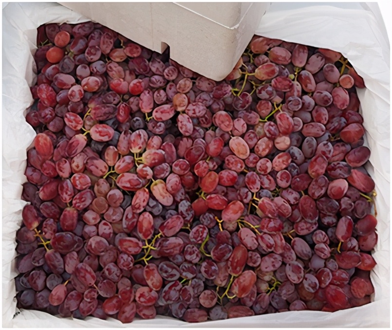 提子品种和介绍 (提子的品种都有哪些)