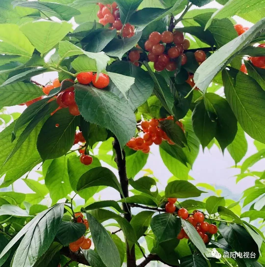 成都周边田园旅游攻略,成都冬季最理想的旅游线路