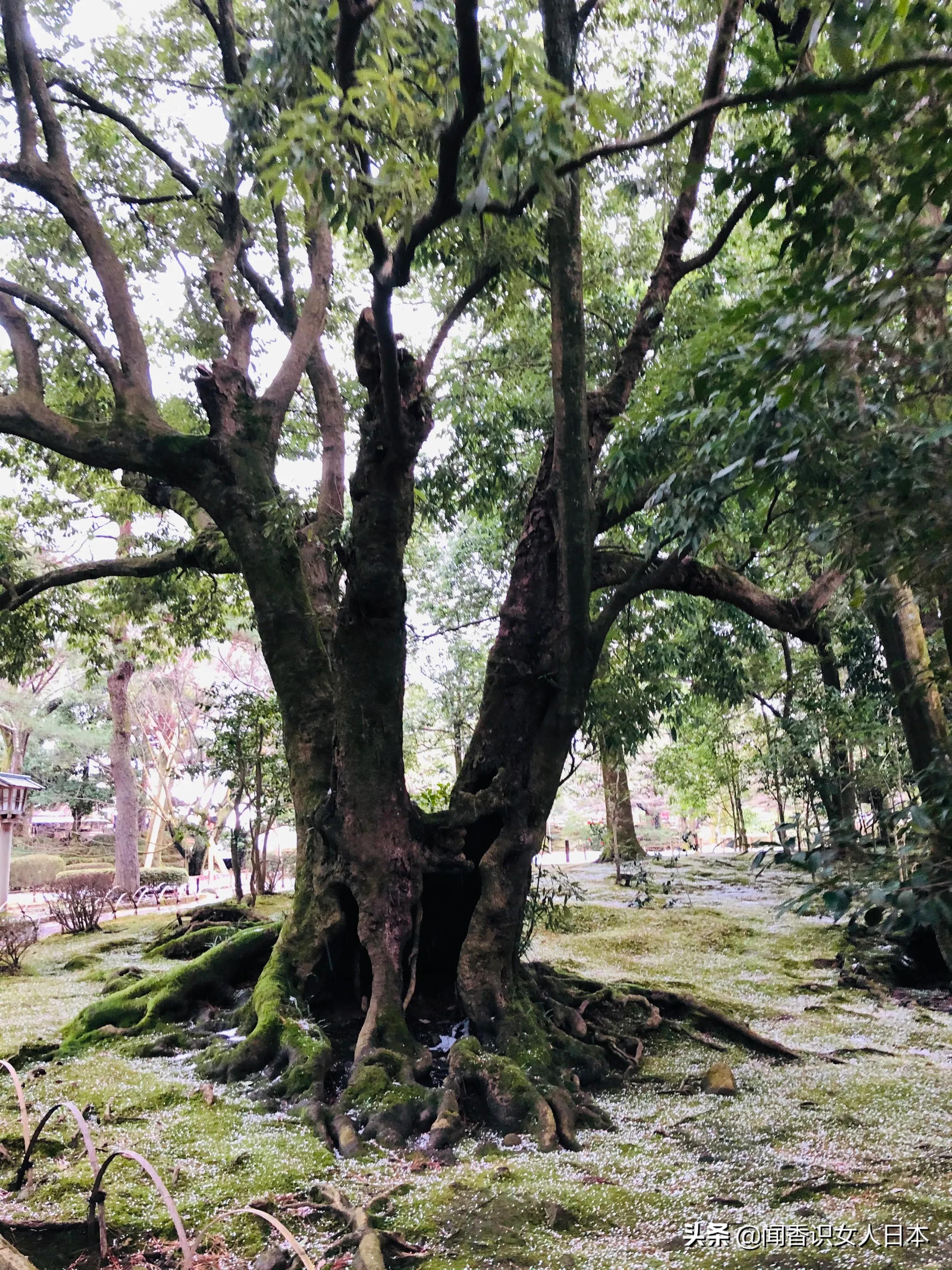 日本三大园林,日本三大名园之一