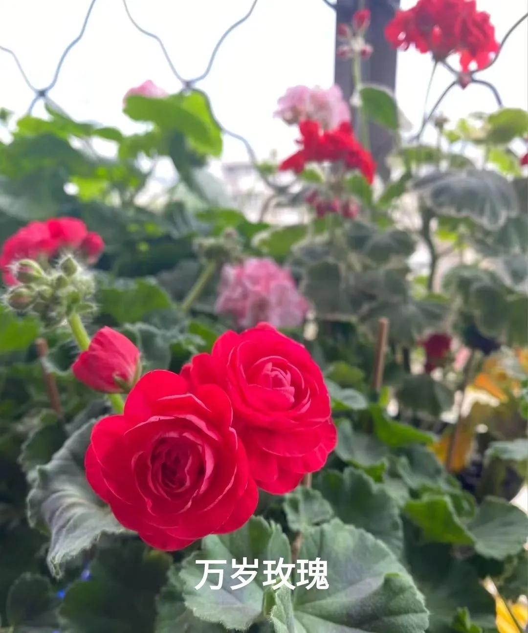 垂吊天竺葵哪些品种容易爆花,天竺葵羊宝和糖果双色哪个更爆花