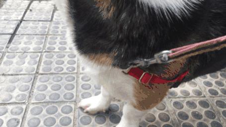 铲屎官安全注意事项,铲屎官遇到危险土狗